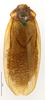 CollectionObject 1587237; MNHN(SF IMPORT DUPLICATE) MNHN-EP-EP1185, a8177507-2c77-4d17-89f4-a6f2e0b0db73: CC BY-NC-ND 4.0/MNHN - Depraetere Marion - 2014. Paratype, male, of puerilis Rehn, 1937. Specimen number: MNHN-EP-EP1185. http://coldb.mnhn.fr/catalognumber/mnhn/ep/ep1185. (CollectionObject).