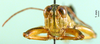 CollectionObject 1501323; a7dbc09a-a304-47db-bd59-157478ff0244, DORSA BA000876S01: male, frontal view (holotype of Zubovskya mandshurica). (CollectionObject).