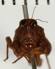 CollectionObject 1529628; 1ed76033-5faf-46eb-bb3c-a6544ae6213a: female, frontal view (syntype). (CollectionObject).