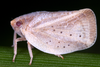 Live specimen: !! display not done !! on Phantia subquadrata (Herrich-Schäffer, 1838): (Observation).