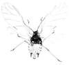 Habitus, dorsal view.: Body of A. gossypii. (Observation).