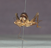 CollectionObject 1565986; 0e30e9d1-8b84-4994-8a7d-fb1ac4581048: female, frontal view (holotype). (CollectionObject).