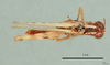 Heteracris theodori (Uvarov, 1929): male, dorsal view (holotype). (Otu).
