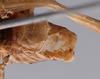 CollectionObject 1593806; 2f77a4e5-93d0-49c7-8308-3ccf6feb10b5: male genitalia, ventral view. (CollectionObject).