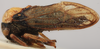Habitus, lateral view: (Observation).