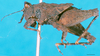CollectionObject 1500843; 4b0c32fa-876e-4fb8-9560-6d2f0dd94b60: female, lateral view (holotype). (CollectionObject).