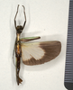 CollectionObject 1558268; f3dad98e-bffc-419f-b891-eed915efa757: copyright MIZ, Warsaw. male, ventral view (syntype). (CollectionObject).;CollectionObject 1558269; b4cef16c-4cb8-45c5-b455-7adc37dbc9d4: copyright MIZ, Warsaw. male, ventral view (syntype). (CollectionObject).