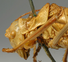 CollectionObject 1520809; f864c522-48b3-4183-920c-45802c223781: male pronotum, lateral view (paralectotype). (CollectionObject).