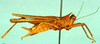 Palaioscaria calosoma (Günther, 1934): female, lateral view (paralectotype). (Otu).
