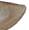 Gonoplac on Coarctana oricula Domahovski & Cavichioli, 2023: Female paratype [DZUP]: apical portion of gonoplac, lateral view. (Observation).