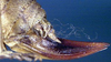 CollectionObject 1567594; 00ec2520-1946-4e4e-8a62-5371747ce951: subadult female ovipositor (paralectotype). (CollectionObject).