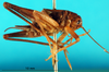 CollectionObject 1502459; 531e9e26-8bab-4b02-aa3a-339814bcab55: male, right lateral view (paralectotype). (CollectionObject).
