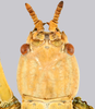 CollectionObject 1591400; f83fe4c5-6344-4ab7-aae9-773e65d72403: copyright IMQC Montreal. female head, dorsal view (holotype). (CollectionObject).