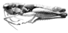 Eurotettix monnei Pujol-Luz, Alves Dos Santos & Guerra, 2001: Fig. 3F. male, lateral view. (Otu).