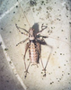Rhacocleis lithoscirtetes Willemse & Willemse, 2005: male at type locality. (Otu).