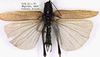 CollectionObject 1531884; 02d5478b-adca-49cc-826e-11c1ef61991a: male, dorsal view (holotype). (CollectionObject).
