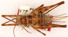 CollectionObject 1499588; 5b566c5e-4a45-4990-9af0-c2b584695b76: female, dorsal view (allotype). (CollectionObject).