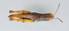 CollectionObject 2833361; 079f7fbc-4940-4c2a-aa63-5d8cf679828d, CNCI 1012842: Carydana agomena. Dorsal view. (CollectionObject).