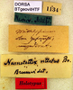CollectionObject 1500395; eec3e4ed-5cfb-4784-9c80-6521a052e34e: labels (holotype). (CollectionObject).