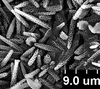 Brochosomes: !! display not done !! on Oncometopia (Oncometopia) orbona (Fabricius, 1798): OM240 | U.S.A., Missouri, Charleston | 7/3/1918 | H. R. Painter | INHS. (Observation).