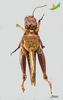 CollectionObject 2243579; Unioeste Cascavel K-0613, 54b49fa7-b93b-49df-94ad-e74c427a1e59: Female, ventral view. (CollectionObject).