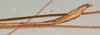 CollectionObject 1561934; 9baf44c1-018d-430c-ade2-e0069b19dd4b, NMW 1087: copyright NMW, Vienna. male: end of abdomen, lateral view of synonym Sipyloidea debilitata (holotype). (CollectionObject).
