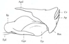Eremogryllus hammadae Krauss, 1902: Fig. 67.3. phallic complex, lateral view. (Otu).