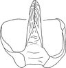 Aedeagus, ventral view: !! display not done !! on Cofana spectra (Distant, 1908): Aedeagus, ventral view. (Observation).