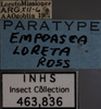 Other: !! display not done !! on Empoasca (Empoasca) loreta Ross, 1959: Labels. Labels for the specimen used for the face image. (Observation).
