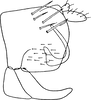 Pygofer, lateral view: Pygofer, lateral view. (Observation).