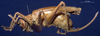 CollectionObject 1516640; 476fc3ec-b54f-4902-aab2-cec0a4894594: female, lateral view (holotype of Gryllacris kledangensis). (CollectionObject).