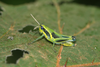 Eupropacris pompalis (Karsch, 1896): 2011. nymph (E Usambara, Amani). (Otu).