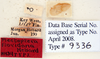 Plectoptera floridana Hebard, 1917: Photo by Heidi Hopkins. labels. (Otu).