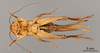 CollectionObject 2804358; 15fa77a1-72b3-4e17-8005-1f05a3123675, FCE- GY 77, occurrenceID:- GY 77: (CollectionObject).