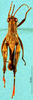 CollectionObject 1503820; a4c66e6b-e0bc-49b4-8b3e-120d09fa6fad: male, dorsal view (holotype). (CollectionObject).