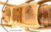 CollectionObject 1475331; 4e452ff7-0fc1-4572-afe6-f526fc4c793b: male head and pronotum, dorsal view (holotype of Deracanthina mistshenkoi Bazyluk, 1972). (CollectionObject).