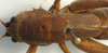 CollectionObject 1517335; ade24693-a9ce-4506-afcc-83bf822d907f: female, dorsal view (holotype). (CollectionObject).