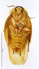 CollectionObject 1587328; MNHN(SF IMPORT DUPLICATE) MNHN-EP-EP1346, 16801939-87b1-444b-8b17-a169c21a3cf3: CC BY-NC-ND 4.0/MNHN - Depraetere Marion - 2014. Paratype, male, of lineata Grandcolas, 1994. Specimen number: MNHN-EP-EP1346. http://coldb.mnhn.fr/catalognumber/mnhn/ep/ep1346. (CollectionObject).