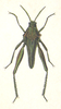 Spathalium audouinii (Blanchard, 1836): Plate XXI, 5. male habitus. (Otu).