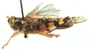 Crobylostenus indecisus (Bolívar, 1912): lateral view. (Otu).