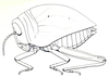 Physophorina livingstonii Westwood, 1874: Fig. 29.1. first instar nymph. (Otu).