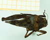 CollectionObject 1574855; bd6533a0-7023-463e-a8d4-e662380988f3: female, dorsal view (syntype). (CollectionObject).