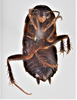 CollectionObject 1863642; 42cf938d-69c4-4534-a401-93119fa51314: (CollectionObject).