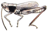 Chloealtis conspersa (Harris, 1841): male. (Otu).