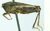 CollectionObject 1587068; 824f9c71-09bf-4379-93bd-76b4968b1c8f, NHMUK010924808': female, lateral view (paratype of Tetrix tartara subacuta). (CollectionObject).