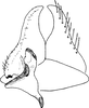 Subgenital plate, ventral view on Altaiotettix forficula Vilbaste, 1965: Subgenital plate. (Observation).