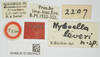 CollectionObject 1517903; b543741c-a62a-4cf1-b5ea-7be3cf0aeb9f, NHMUK10924423: labels (holotype). (CollectionObject).