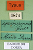 CollectionObject 1501160; 014955bc-6c94-4eeb-8b02-ebaf5b188781: labels (syntype). (CollectionObject).