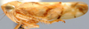 Habitus, lateral view: Eusama amanda, lateral habitus (INHS). (Observation).