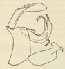 Aedeagus, lateral view on Acanthoflata salina (Dozier, 1927): (Observation).